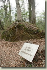 image: CAPTION - A Forest Highway...along the Natchez Trace